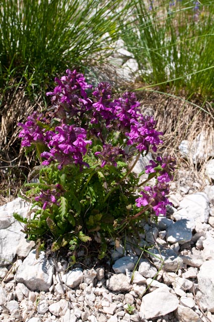 Pedicularis verticillata